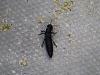 Click image for larger version. 

Name:	Black beetle with sting.jpg 
Views:	4193 
Size:	57.7 KB 
ID:	2745